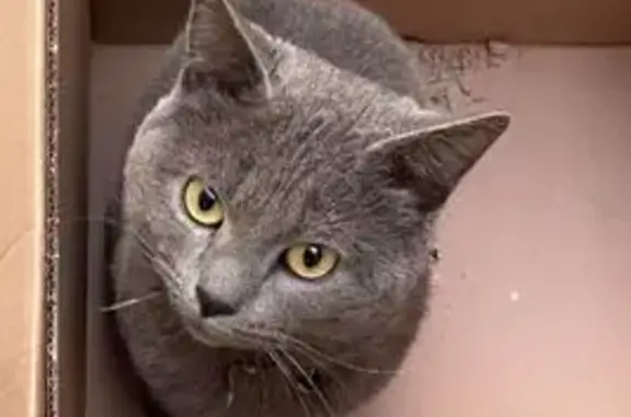 Chat gris perdu, collier bandana bleu - photo