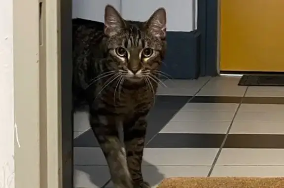 Chat trouvé Villeurbanne, photo: Chat tigré trouvé, Avenue Henri Barbusse
