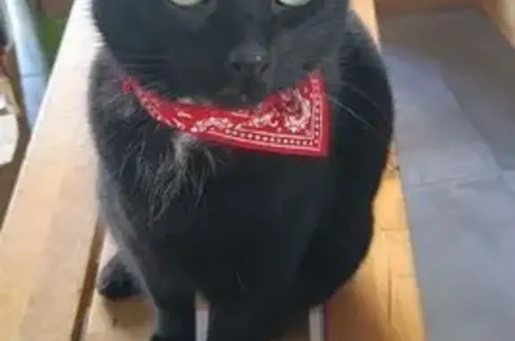 Animaux perdus Codognan, photo: Chatte noire perdue à Codognan