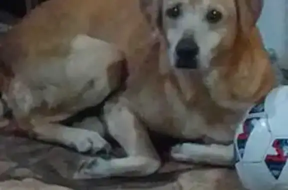 cachorro desaparecida