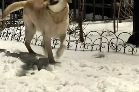 Lost Dog in NYC: Brown Collar, Speaks Turkish