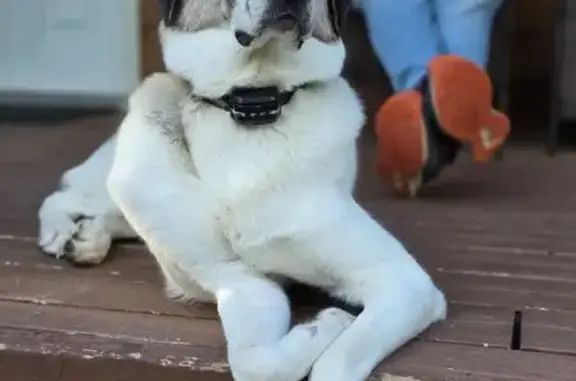 Lost pets Minnetonka, photo: Help Find Sophie: Lost Dog in Minnetonka
