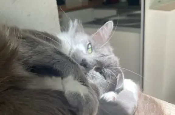 Se Busca: Gata Gris y Blanca Perdida