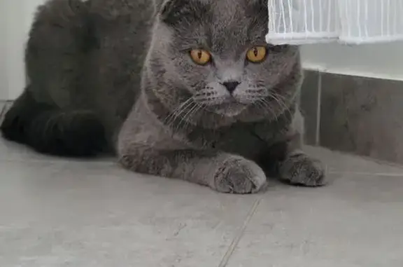 Chat gris perdu à Bischwiller - photo