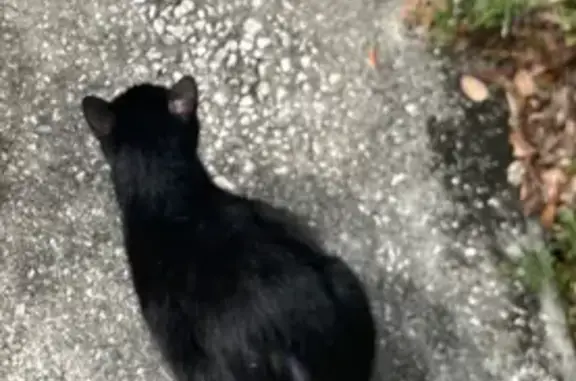 Help Find Beetle: Lost Cat in Ocala, FL
