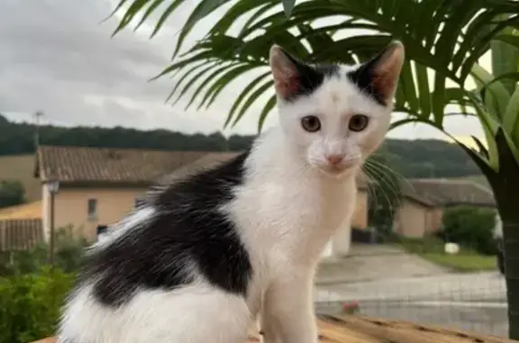 Chat perdu, , photo: Chaton noir et blanc perdu à Montaut