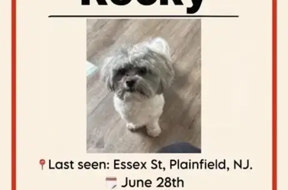 Lost Dog: Small & Friendly in Plainfield