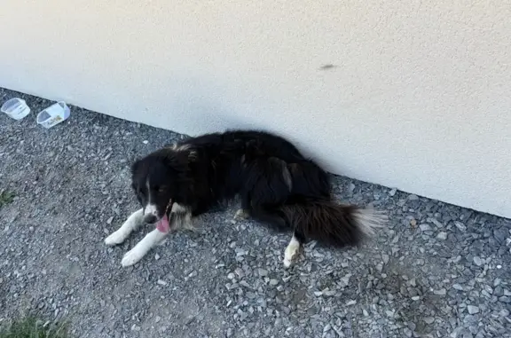 Border Collie trouvé, collier rouge Juigné - photo
