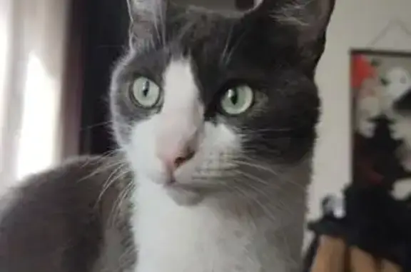 Gato Perdido: Gris y Blanco en Madrid