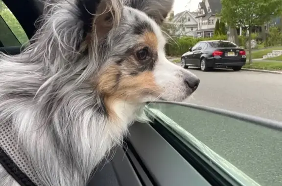 Friendly Lost Dog: Reward on Willowmere