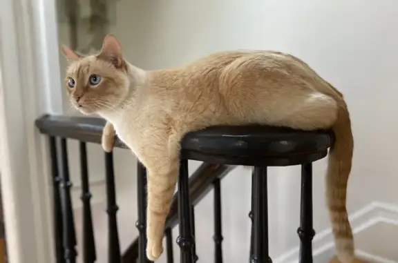 Lost Cat: Blue Eyes, Orange & White Coat