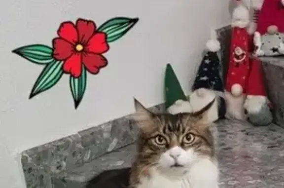 Gato de Pelo Largo Perdido en Algeciras