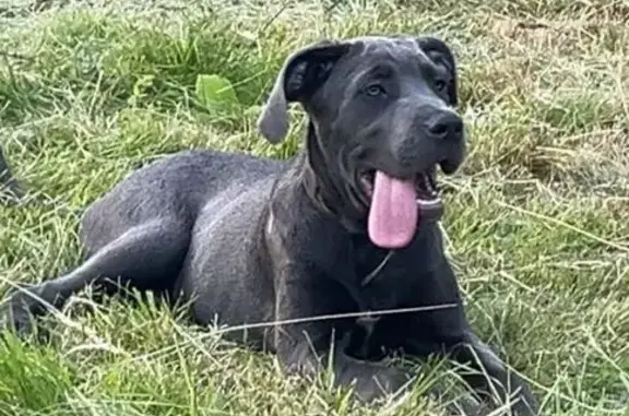 Chien perdue grise collier brun à La Vôge - photo