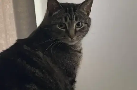 Lost Grey Cat: Help Find Our Furry Friend