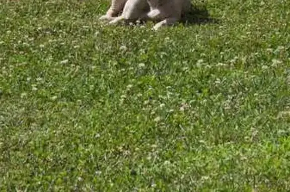 Lost pets Newton, photo: Lost Gray Dog on Startown Rd, Newton