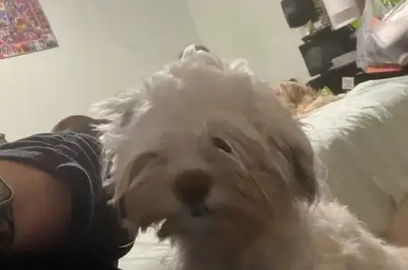 Lost pets Hampton, photo: Lost Fluffy Dog: Neff Drive, Hampton
