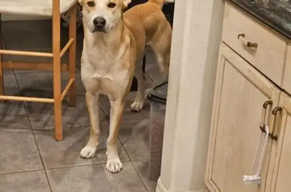 Lost Big Dog: Beige & Tan in N. Las Vegas