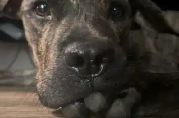 Lost Brindle Dog: Needs Meds, Jacksboro Rd