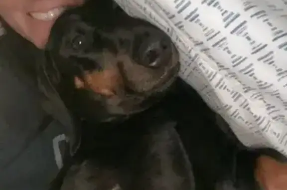 Lost Dachshund: Unique Paw Markings