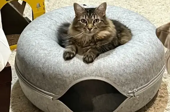 Lost pets , photo: Lost: Scared 8.5 Yr Old Cat in Cherry Hill