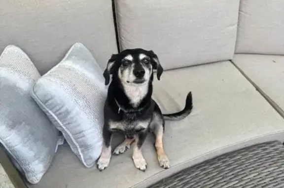Lost pets Bloomfield Hills, photo: Lost Dachshund Mix on Cranbrook Rd