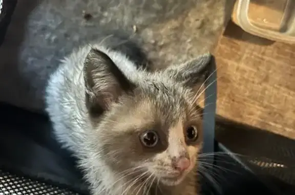 Chat amaigri trouvé, peureux mais docile - photo