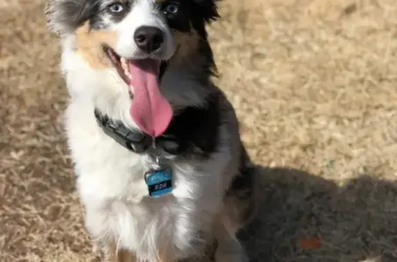 Missing dog Pueblo, photo: Lost Mini Aussie: Blue Merle, Blue Eyes