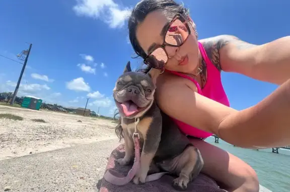 Lost Dog: Friendly Gray-Tan Pup in SA