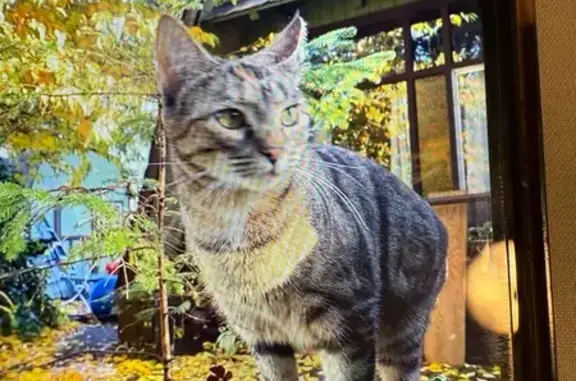 Lost Tortoiseshell Cat in Lincoln City