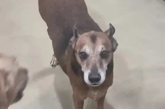 Lost and found pets Apache Junction, photo: Lost Brown Mini Pinscher, 13, Apache Jct.