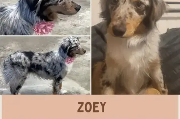 Lost Blue Mini Aussie in Jefferson Twp