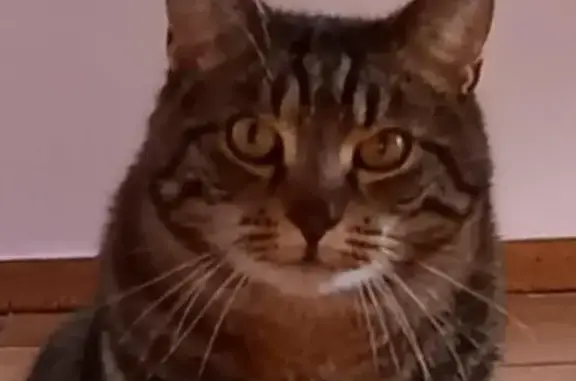 Chat perdu : Tigre noir-marron, Issoire - photo