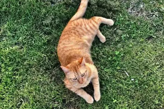 Petit chat roux perdu à Saint-Gérand-le-Puy - photo