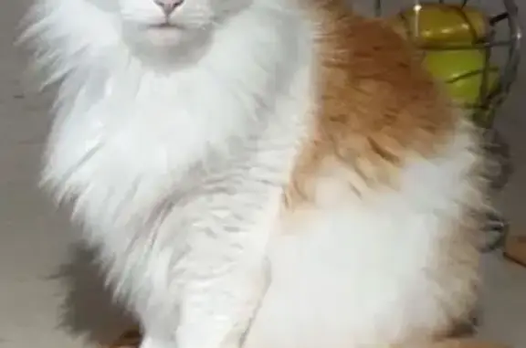 Chat angora roux et blanc perdu Morestel - photo