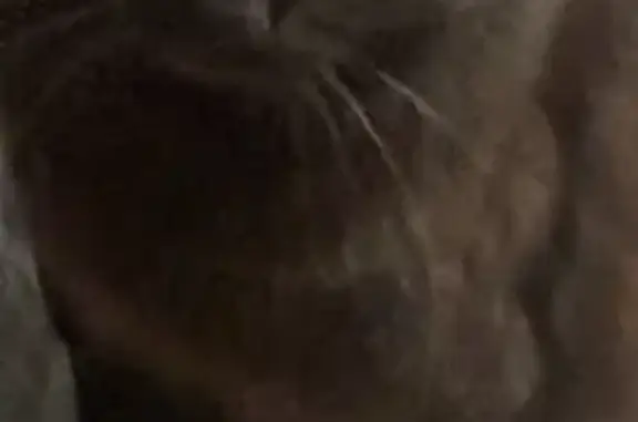 Lost pets Fircrest, photo: Lost Cat: Friendly Black & Reddish, Fircrest