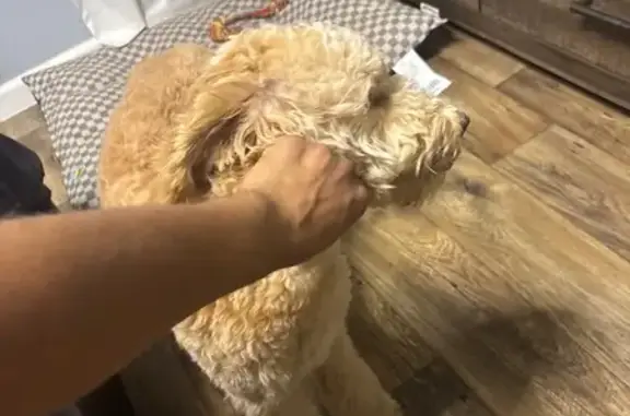 Missing dog Fort Worth, photo: Friendly Golden Dog Lost Near Whittlesey Rd