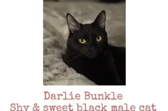 Missing cat Waterville, photo: Lost Shy Black Cat: Glen Ave, Waterville