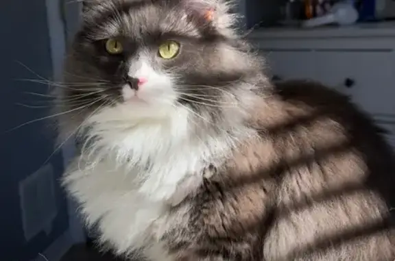 Lost Fluffy Gray Cat: Woodmist Circle