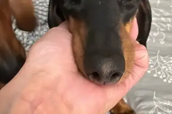 Missing dog Dublin, photo: Lost Mini Dachshund in Dublin, OH Area