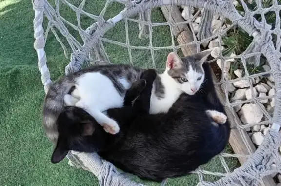 Chat gris et blanc perdu, Six-Fours-les-Plages - photo