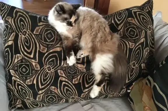 Lost Ragdoll Cat on St Charles Ave NE