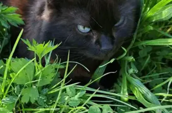 Chat perdu, Bruay-sur-l'Escaut, photo: Chat noir Onyx perdu à Bruay-sur-l'Escaut