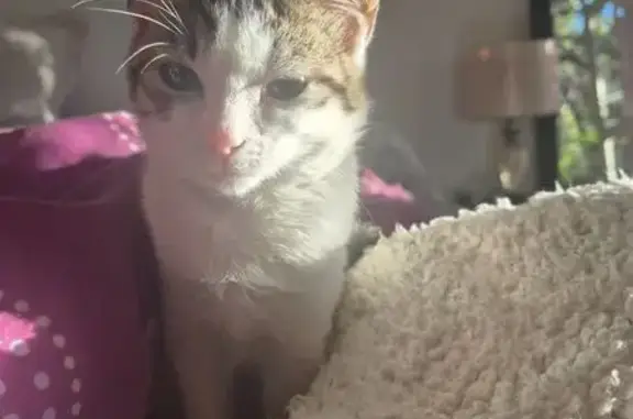 Lost Cat: Friendly White & Grey in Roodepoort