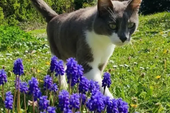 Chat gris et blanc perdu à Meyzieu - photo