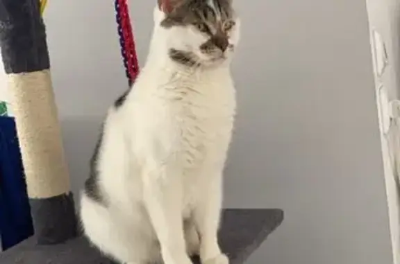 Chat perdue, craintive, répond au sifflet - photo