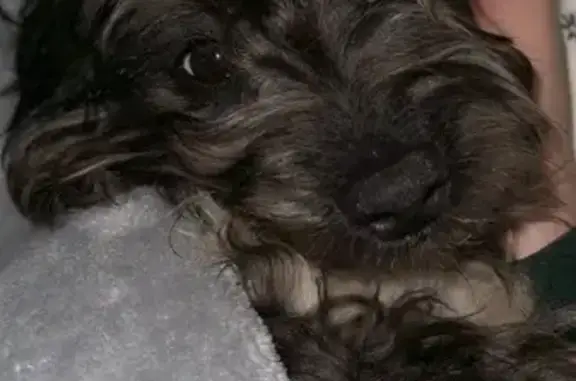 Missing dog Seattle, photo: Lost Mini Poodle Mix: 13th Ave SW, Seattle