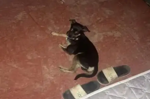 Perro Perdido: Negro y Marrón en Almensilla