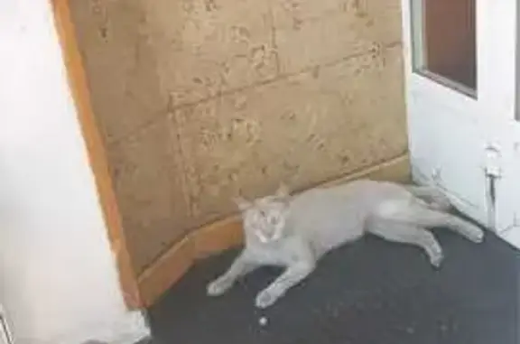 Gato Blanco con Cola Marrón en...