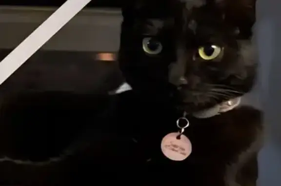 Lost Black Cat Sabrina in Cape Town