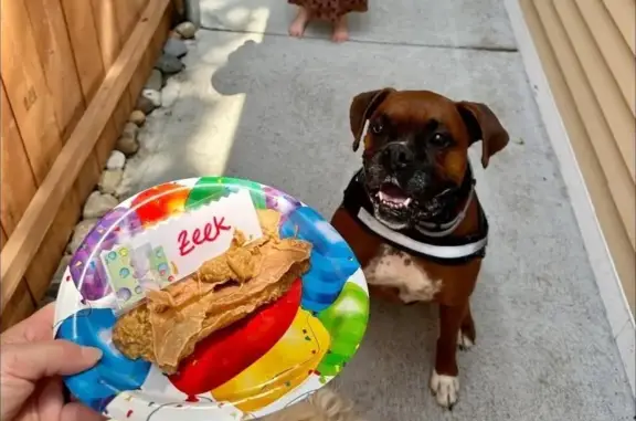 Lost: Zeek the Boxer Needs Meds, Attleboro